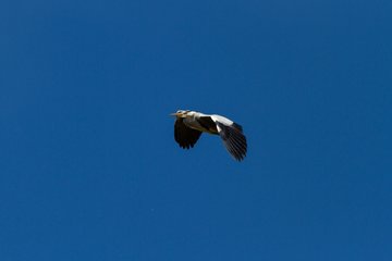 Bild 196 - Damen 1.Kieler HTC - TSV Glinde : Ergebnis: 6:3